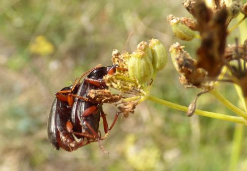 Ophonus incisus